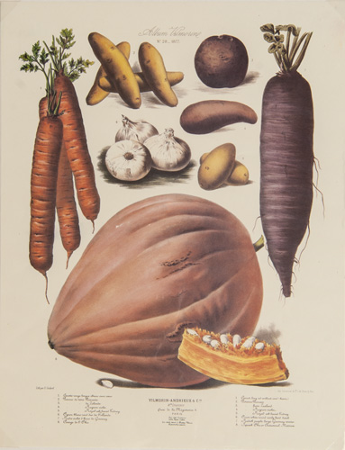 Antique vegetable prints from Album Vilmorin (fine reproductions from circa 1980s)